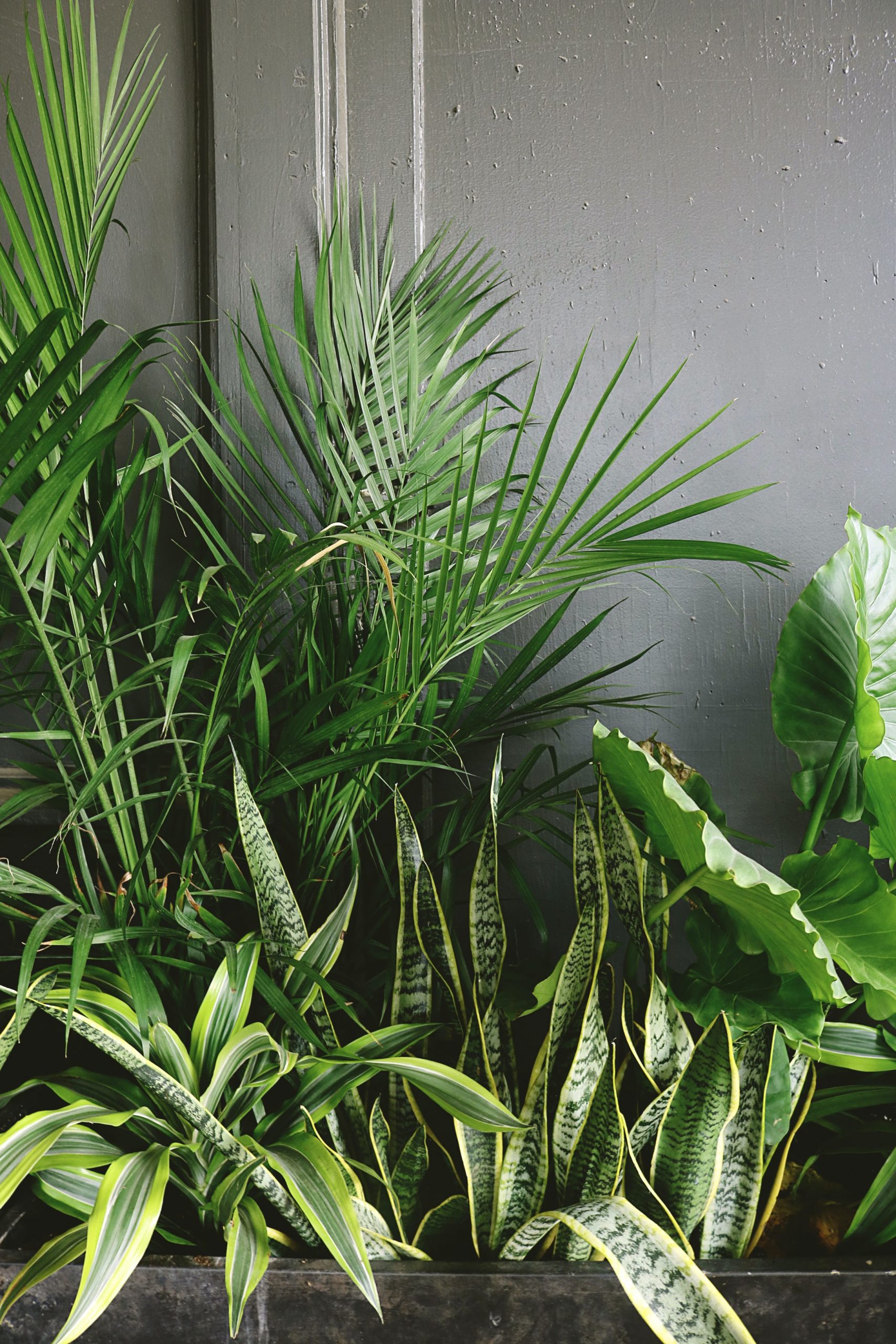 office-plant-reduce-stress-beside-taro-and-palm-plant-near-gray-wall
