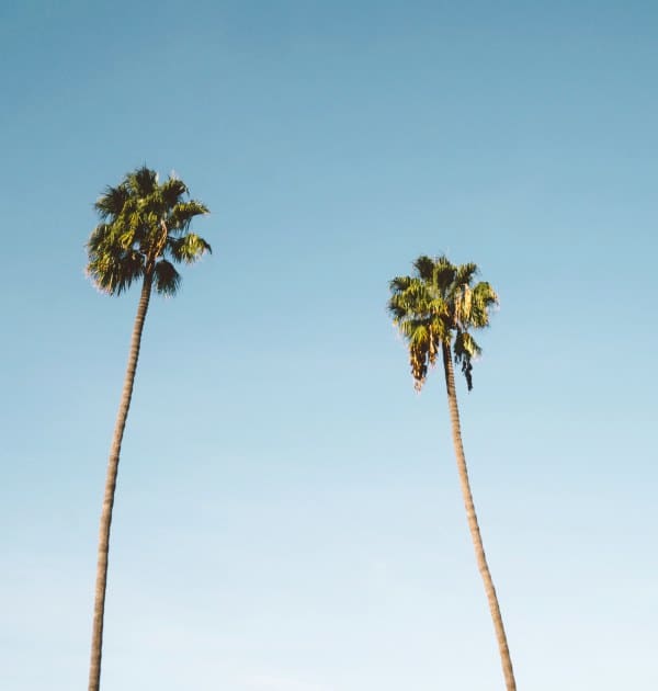 move-to-florida-palm-trees-best-cities-to-live-in-florida