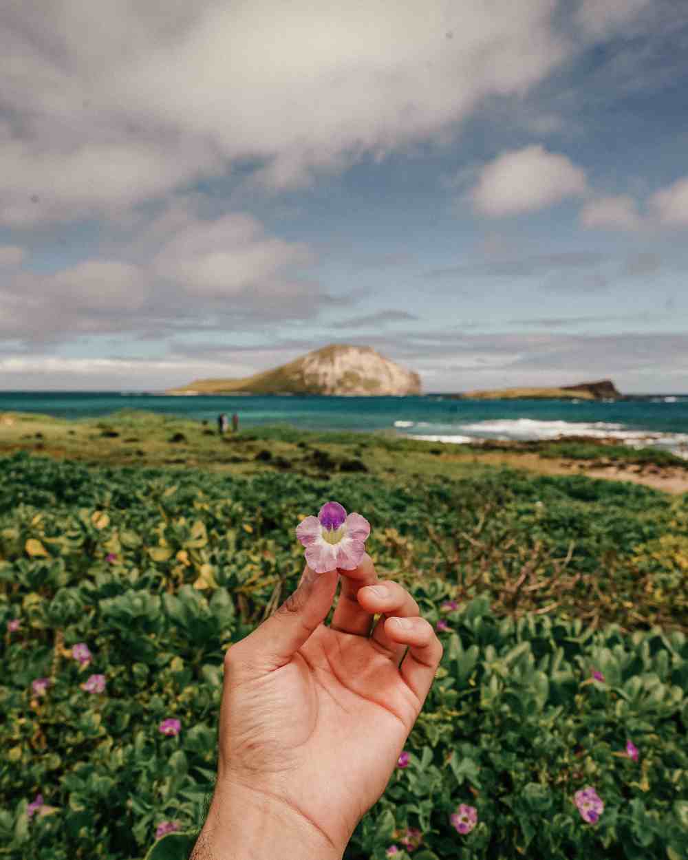 hand-holding-flower-in-hawaii-mountains-ocean-beautiful